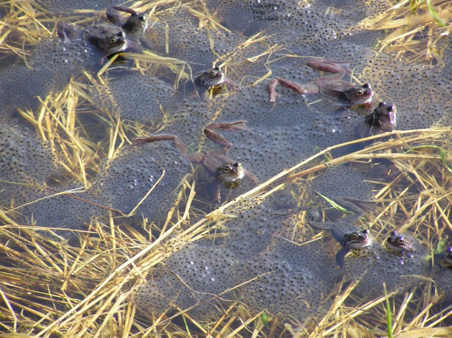 Frogs in spawn, Royal Canal, Longford.