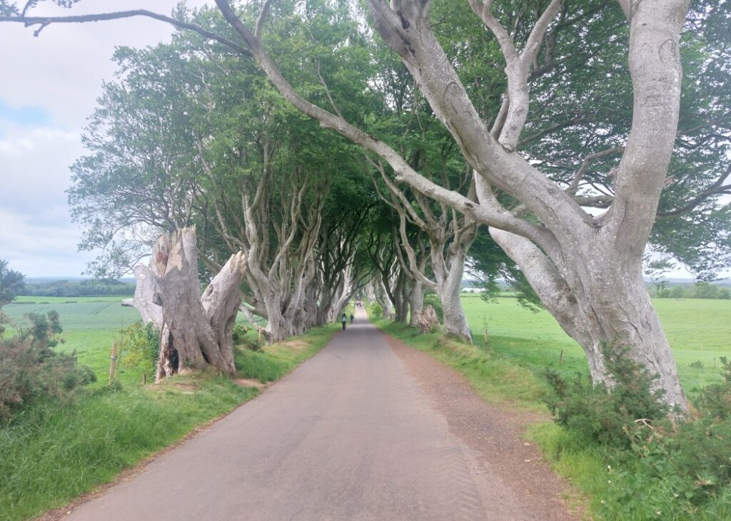 The "Dark Hedges", Gracehill, Co. Antrim. Copyright Ewan Duffy 2025